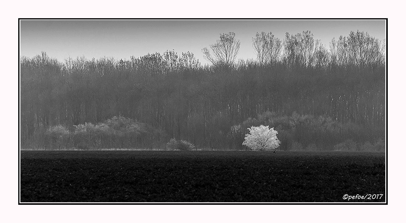 Frühling in schwarz/weiß