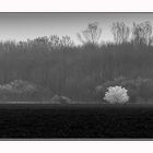 Frühling in schwarz/weiß