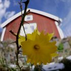 Frühling in Schweden...........................