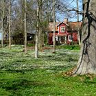 Frühling in Schweden