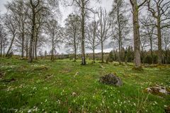 Frühling in Schweden