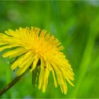 Frühling in seinen schönsten Farben