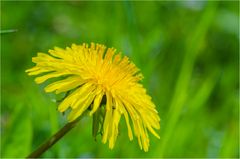 Frühling in seinen schönsten Farben