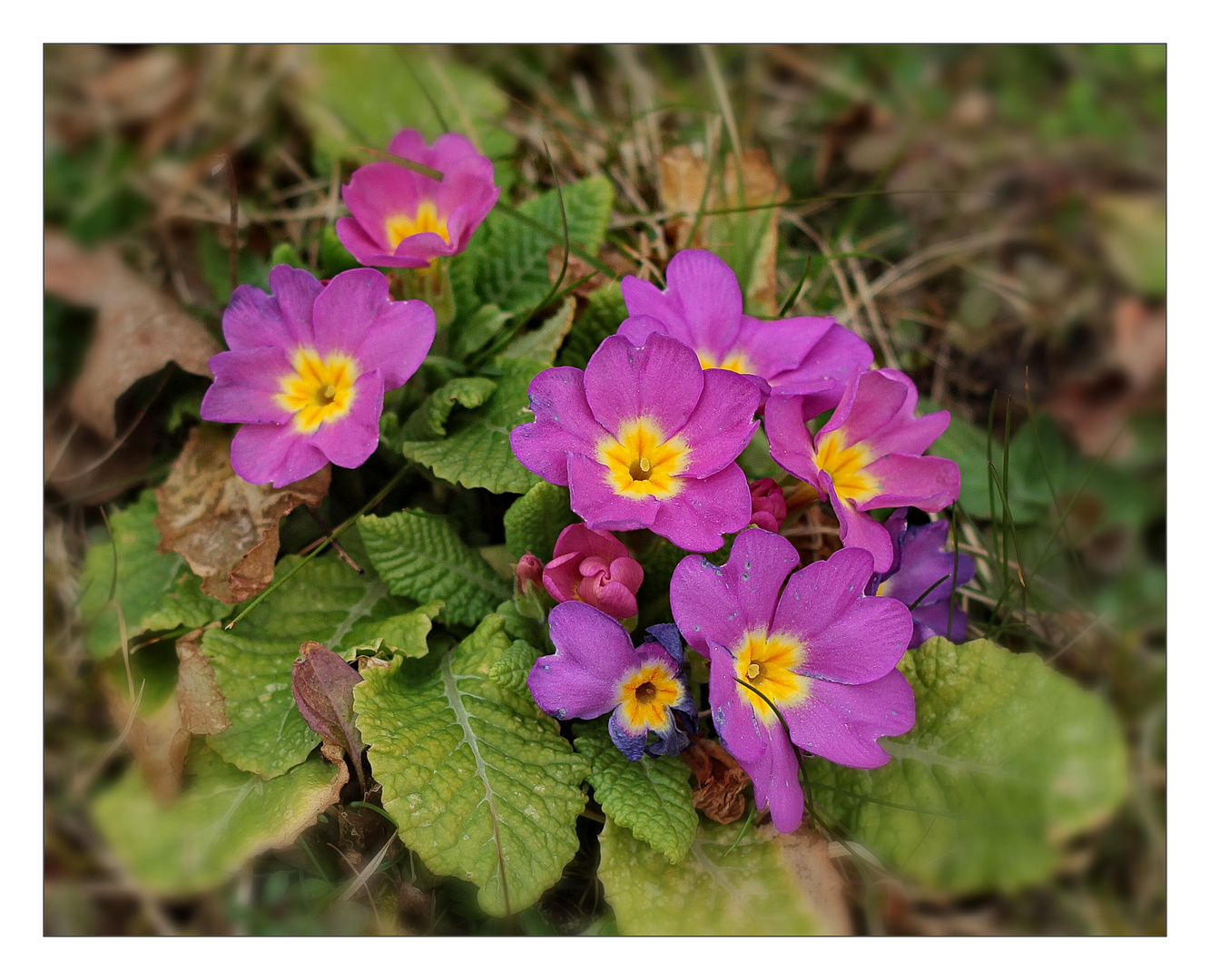 Frühling in seinen schönsten Farben