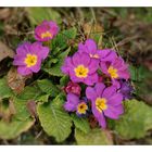 Frühling in seinen schönsten Farben