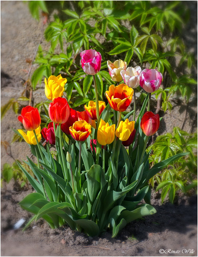 Frühling in seiner schönsten Form