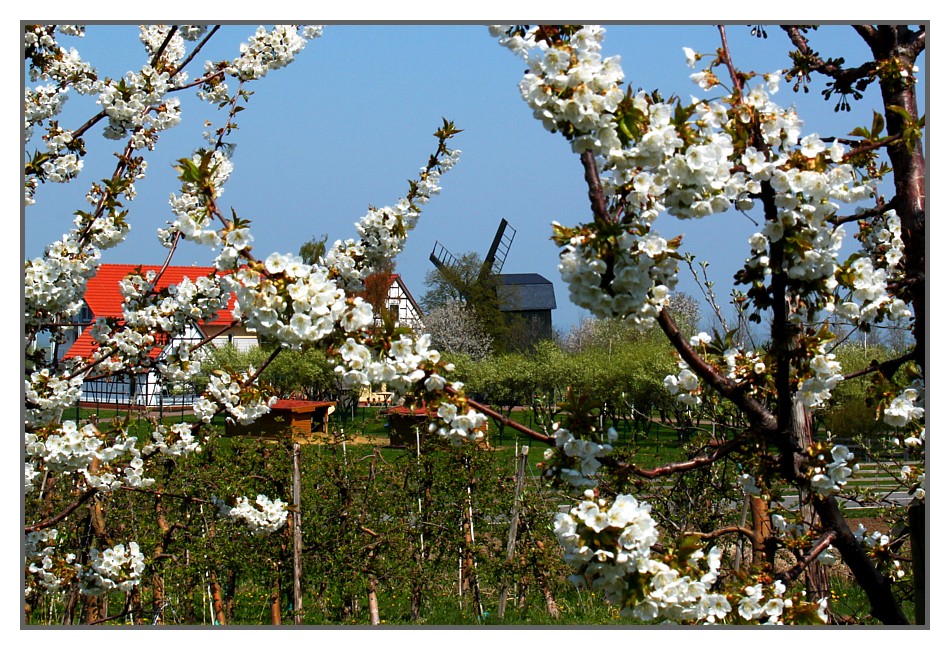 Frühling in seiner schönsten Form