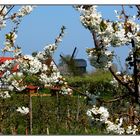 Frühling in seiner schönsten Form