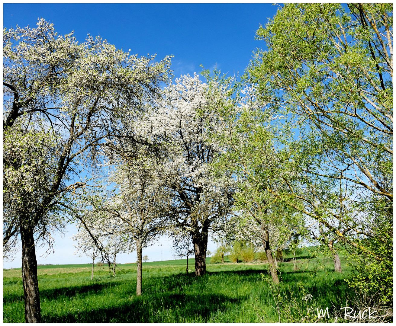 Frühling in seiner schönsten Form !