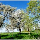 Frühling in seiner schönsten Form !