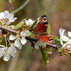 Frühling in seiner schönsten Form