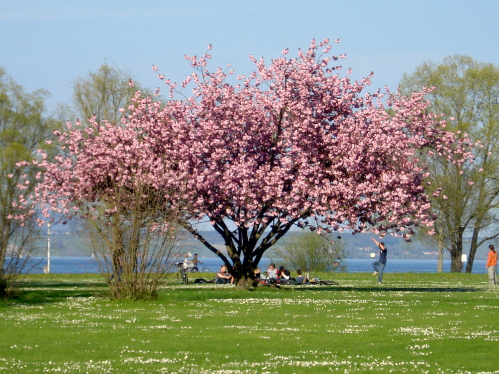 Frühling in seiner schönsten Pracht