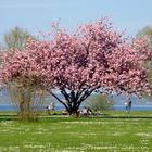 Frühling in seiner schönsten Pracht