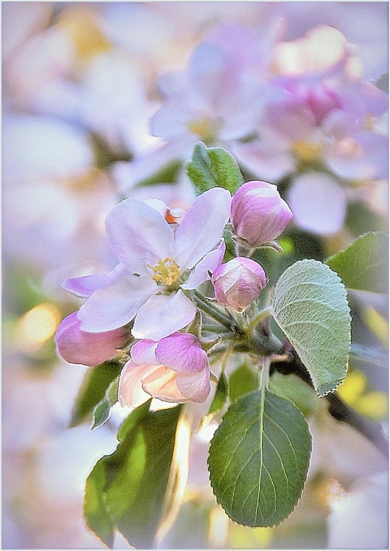 ... Frühling in seiner zarten Form ...