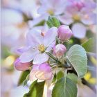 ... Frühling in seiner zarten Form ...