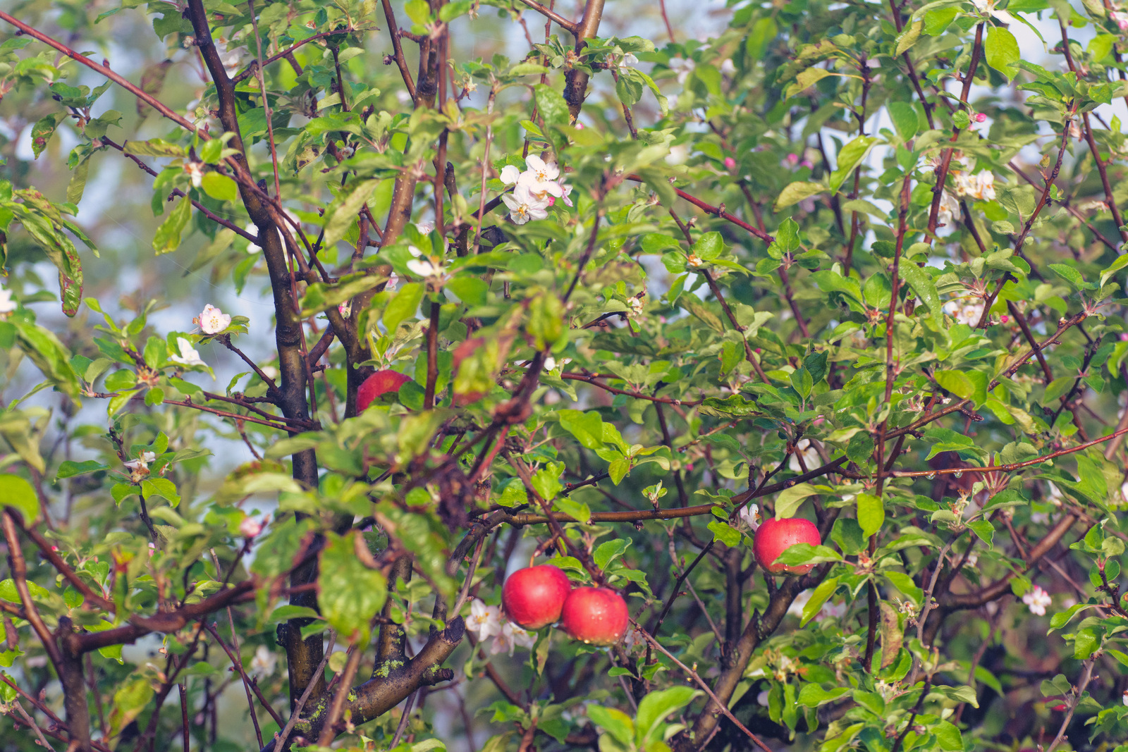 Frühling in September. 1.