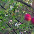 Frühling in September. 2.