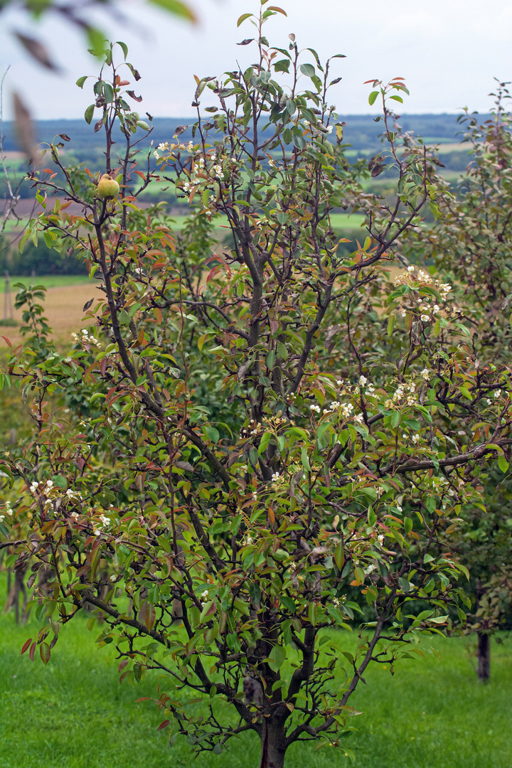 Frühling in September. 3.