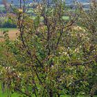 Frühling in September. 3.