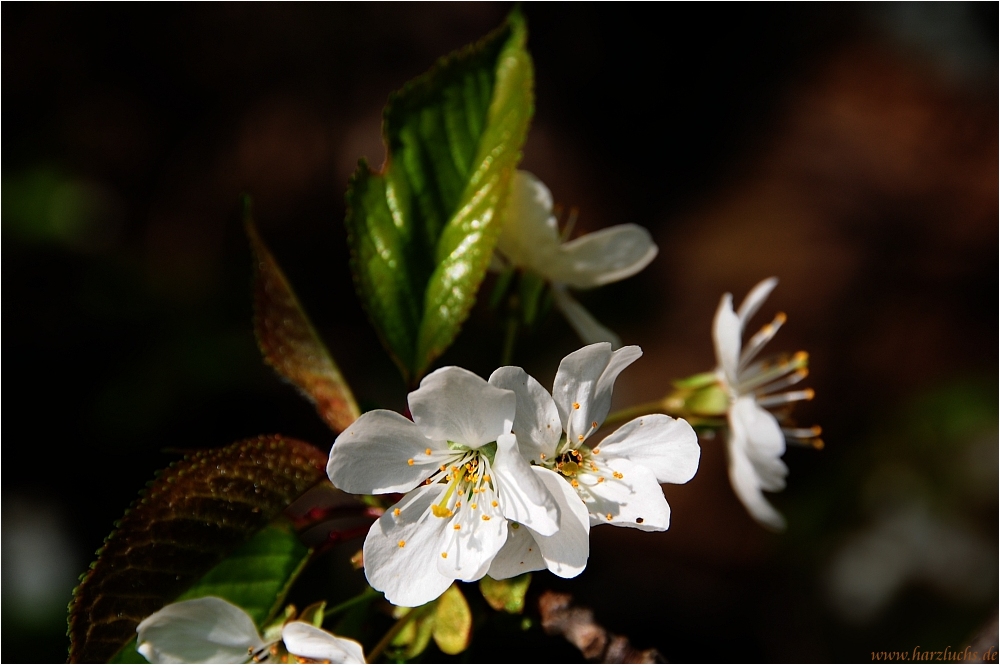 Frühling in Sicht