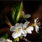 Frühling in Sicht