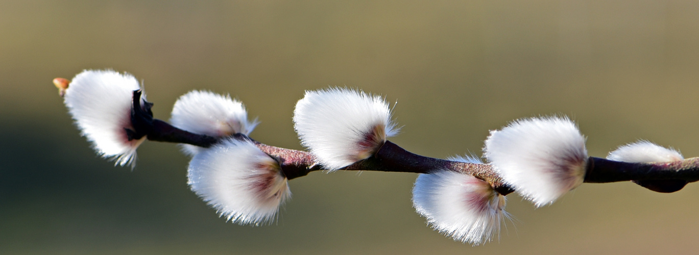 Frühling in Sicht ???