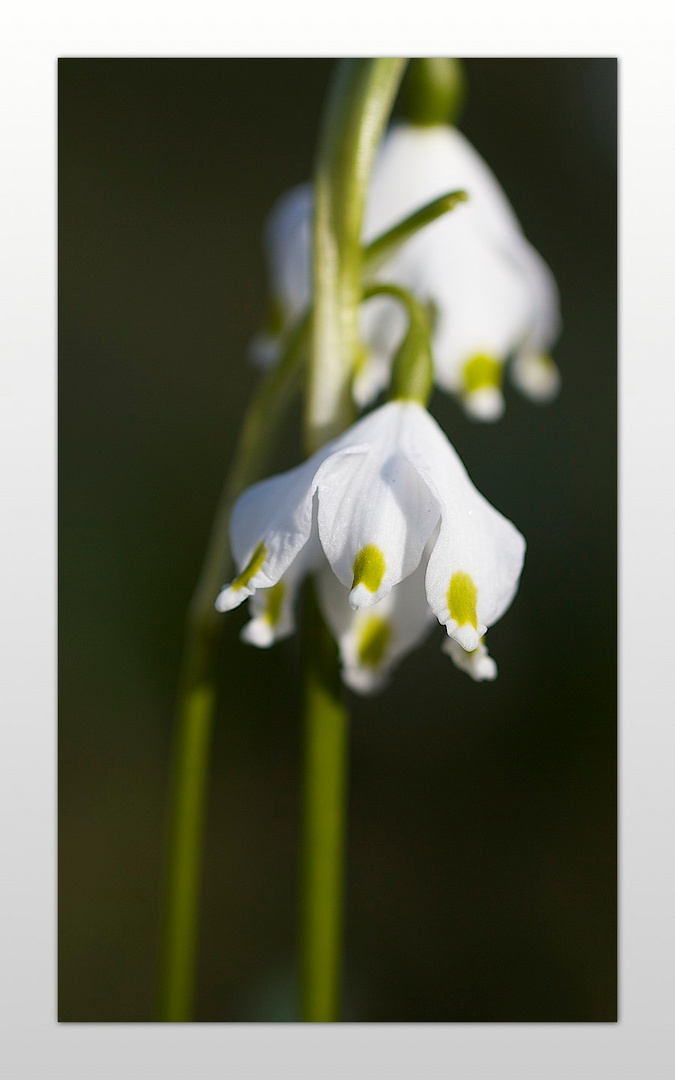 Frühling in Sicht