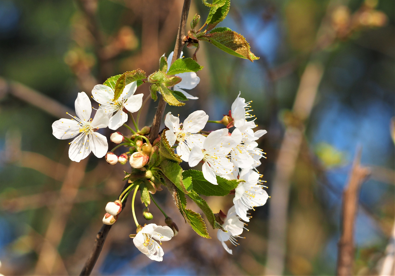 Frühling in Sicht