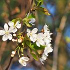 Frühling in Sicht