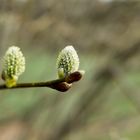 Frühling in Sicht