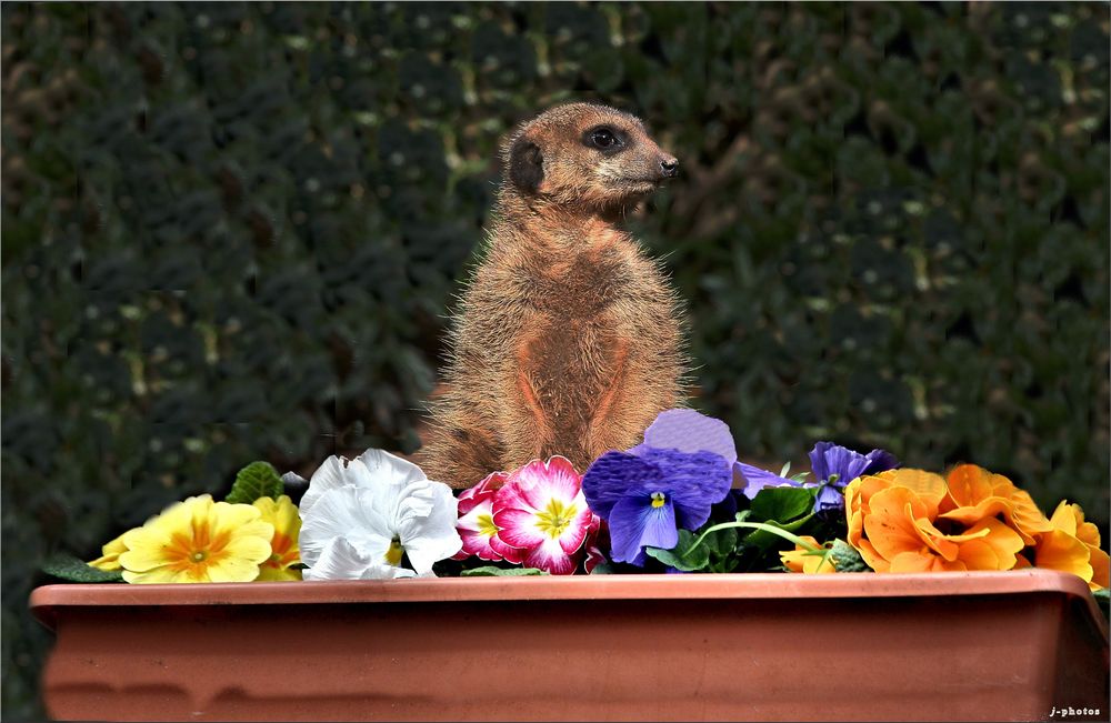 - frühling in Sicht -