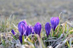 Frühling in Sicht