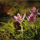 Frühling in Sicht