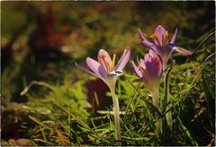 Frühling in Sicht