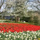 Frühling in Siegen