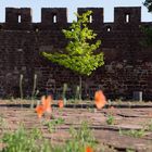 Frühling in Silves