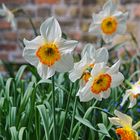 Frühling in Sint Anna ter Muiden