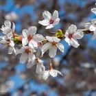 Frühling in Sittard