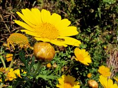 Frühling in Sizilien / Primavera in Sicilia (1)