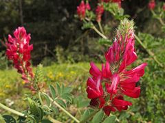 Frühling in Sizilien / Primavera in Sicilia (2)