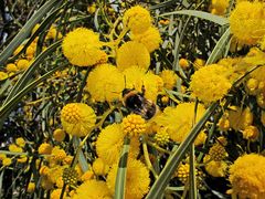 Frühling in Sizilien / Primavera in Sicilia (5)