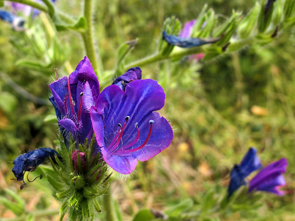 Frühling in Sizilien / Primavera in Sicilia (6)