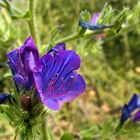 Frühling in Sizilien / Primavera in Sicilia (6)