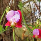 Frühling in Sizilien / Primavera in Sicilia (7)