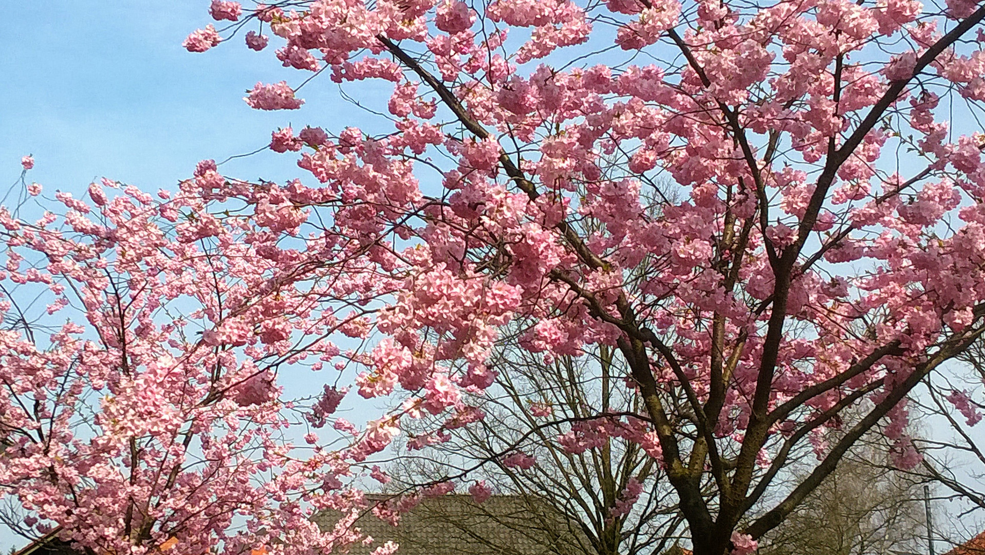 "Frühling in Soltau"