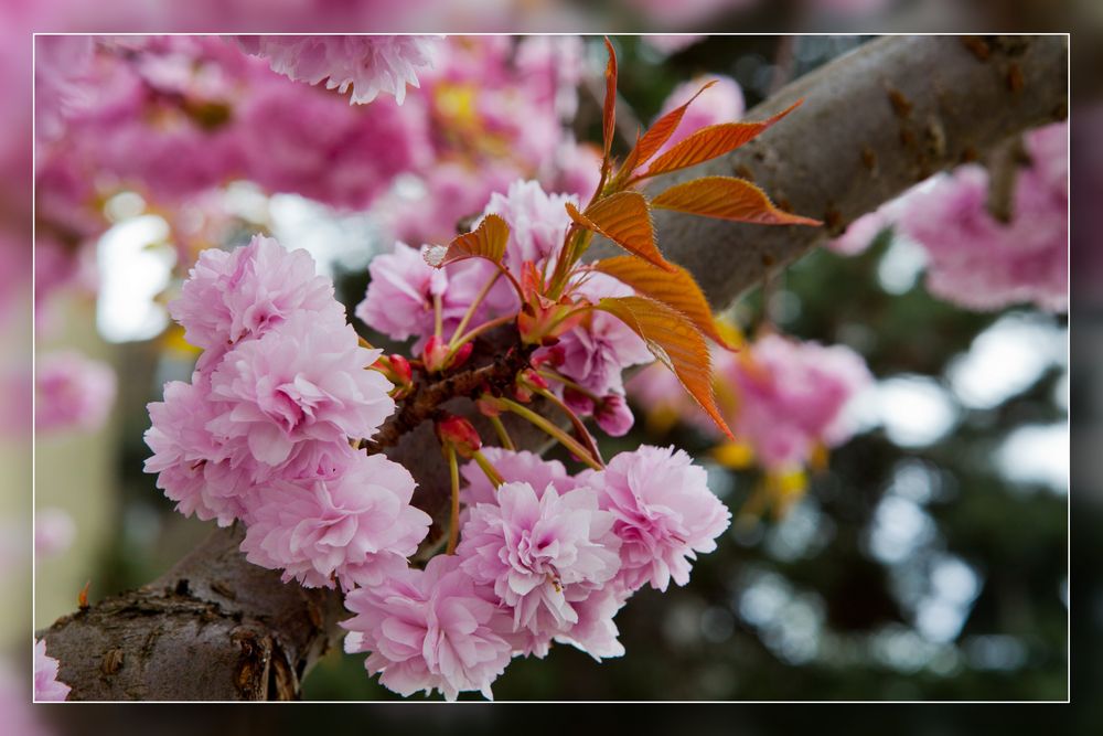 Frühling in Speldorf 02