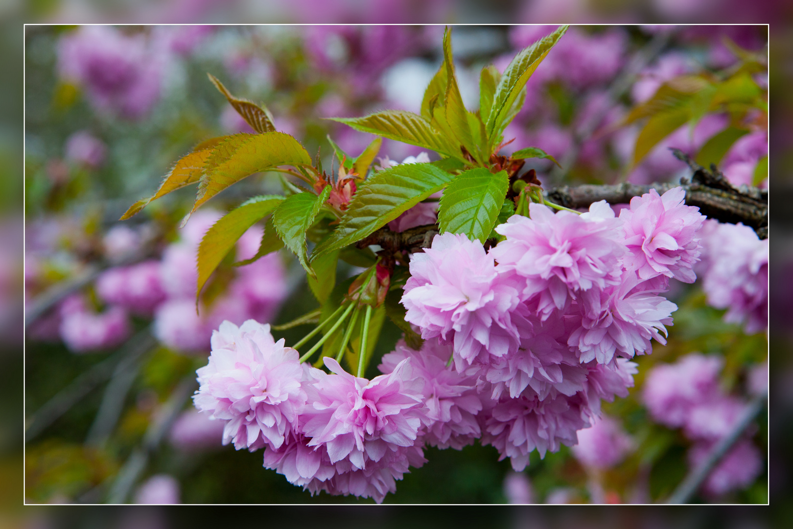 Frühling in Speldorf 03