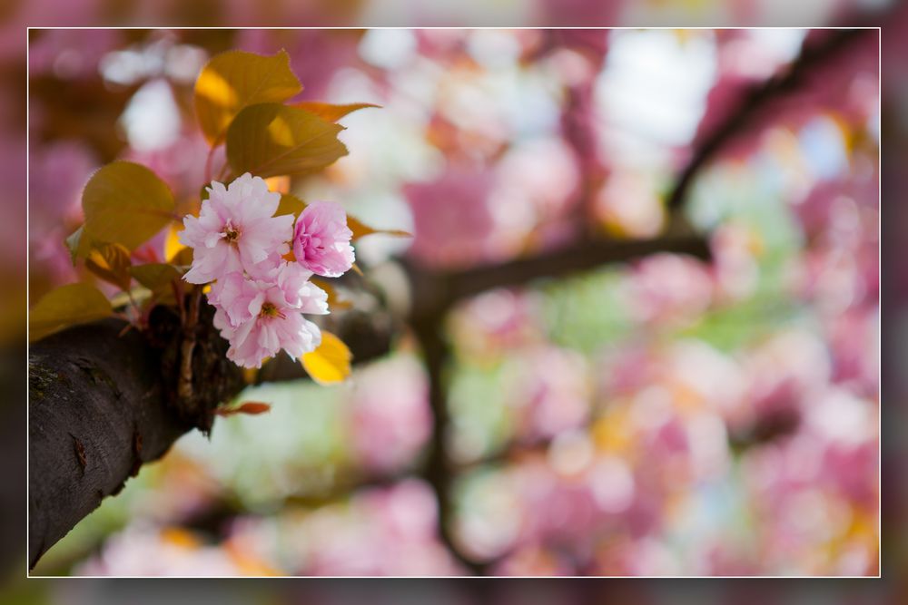 Frühling in Speldorf 04