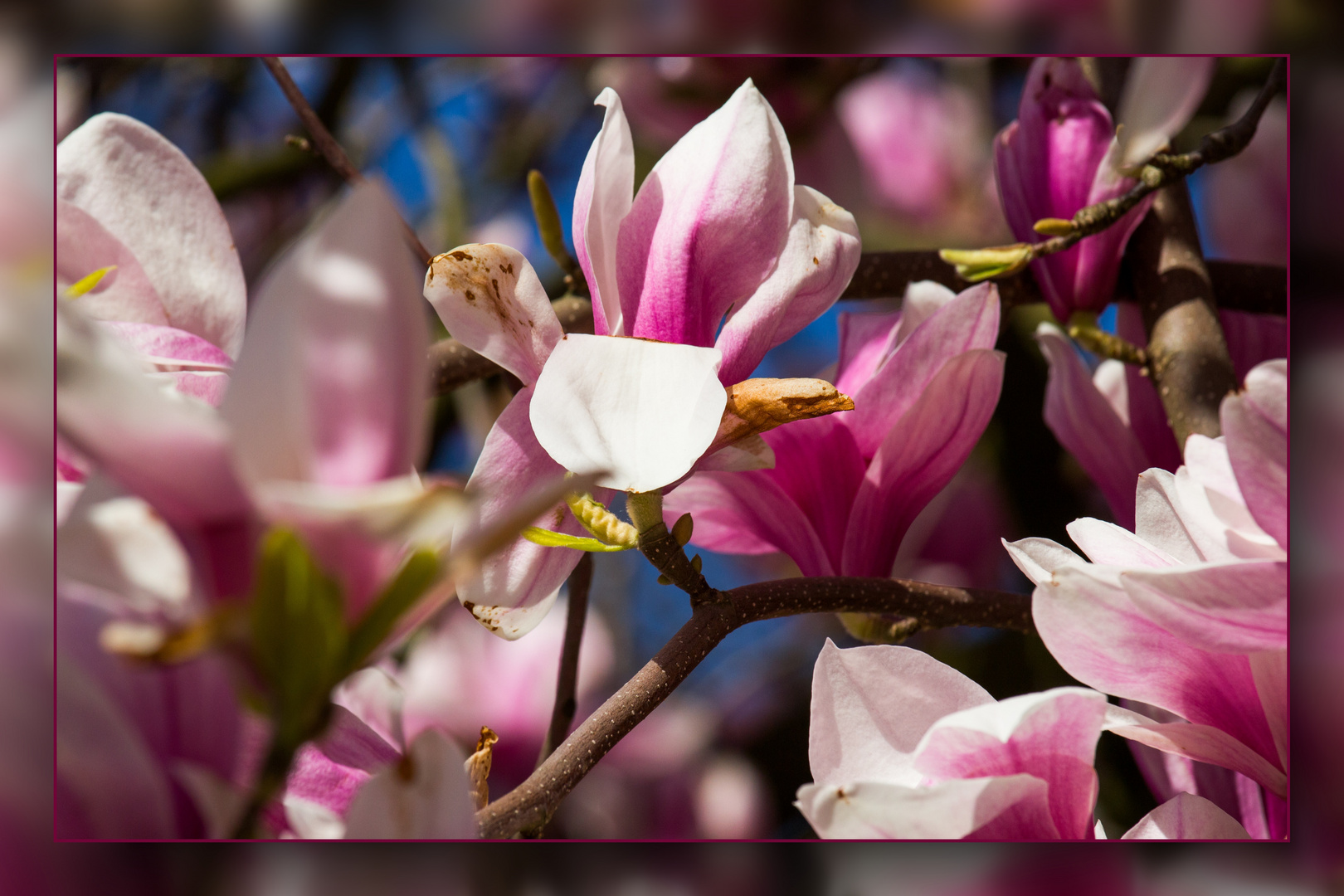 Frühling in Speldorf 05