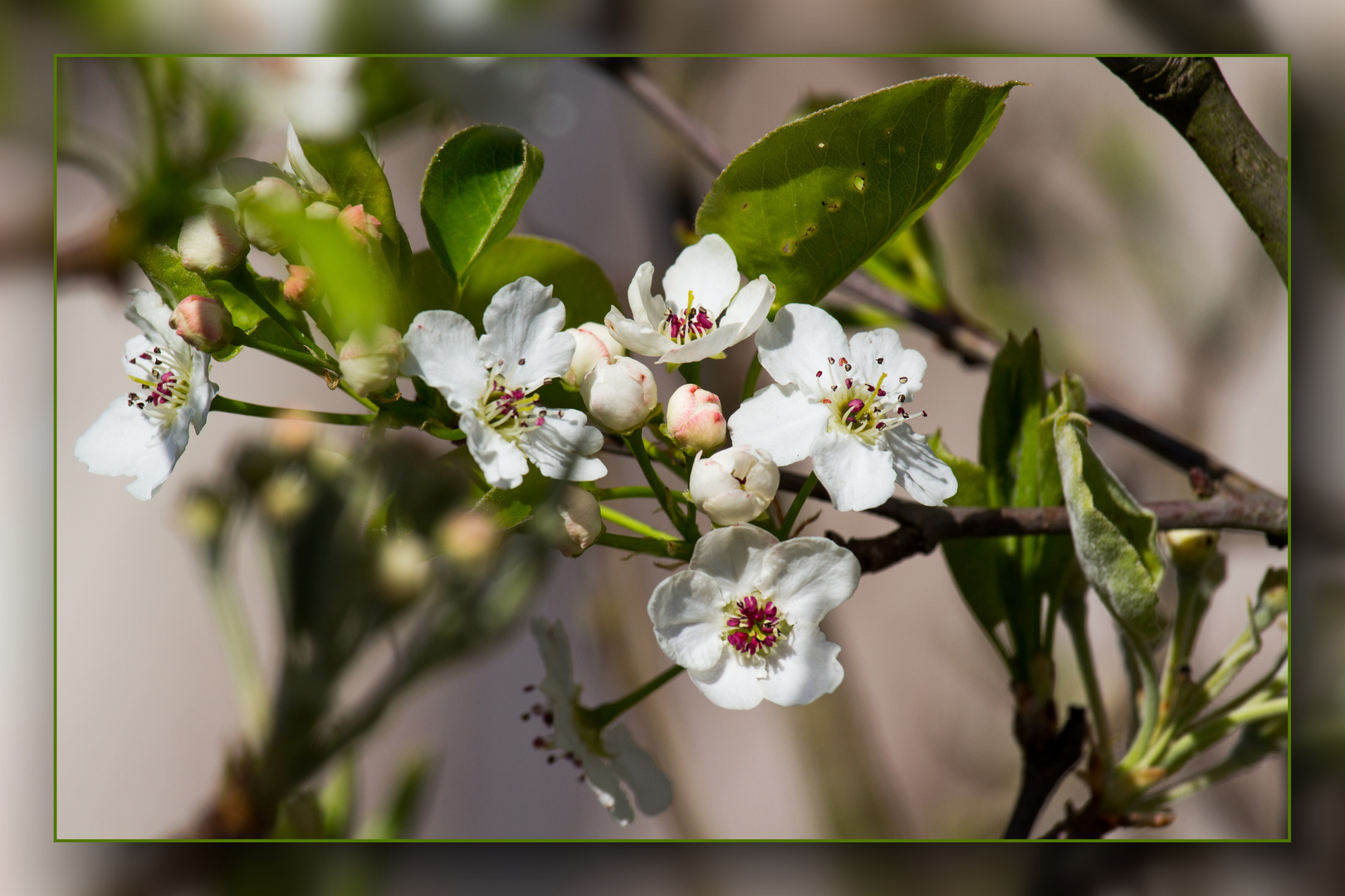 Frühling in Speldorf 07